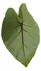 Alocasia "Black Cobra" - Schwarze Kobra - Elefantenohr - Produktbild-Vorschau 5