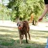 Chuckit! 17001, Hund, Kugellager, Blau, Orange, Gummi, Produktbild-Vorschau 3