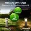 A split image showing solar garden lights in a yard, with one side depicting daytime charging and the other nighttime illumination. Anteprima dell’immagine prodotto