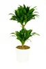 Dracaena deremensis Compacta, im 17cm Topf, Drachenbaum, Produktbild-Vorschau 1