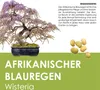GROW2GO Bonsai Startpakket, inclusief GRATIS e-book - Productafbeelding-voorbeeld 5