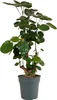 Bloomique - Polyscias Fabian - Aralia - Plantes d'intérieur Voir les images du produit 1