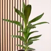 Keulenlilie Glauca - Cordyline - Höhe ca. 40 cm, Topf-Ø 12 Produktbild-Vorschau 3
