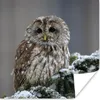 MuchoWow® Poster Ein Schneekauz schaut in die Kamera 50x50 Produktbild-Vorschau 1