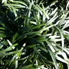 Stauden Gänge 1 x Ophiopogon japonicus 'Nana' - Zwerg Produktbild-Vorschau 6