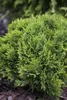 Thuja occidentalis 'Danica', Kugel-Lebensbaum, immergrün, Produktbild-Vorschau 3