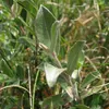 2 x Saule - Salix repens | 50-60 cm en conteneur Voir les images du produit 1