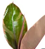 Gummibaum - pflegeleichte Zimmerpflanze, Ficus elastica Produktbild-Vorschau 4