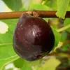 Feige Gustissimo® Morena® - Feigenbaum im 3,5 Liter Topf, Produktbild-Vorschau 1