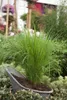 Panicum virgatum 'Northwind', Rutenhirse, aufrecht, 3-5 Produktbild-Vorschau 4
