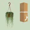 Hrachor Senecio Herreianus, izbová rastlina, priemer 12cm, Náhľad obrázku produktu 3