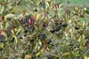Aronia prunifolia 'Nero', Apfelbeere, schwarz, 40–60 cm Produktbild-Vorschau 3