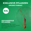 Malina Polka - 2 rośliny - odporna na mróz i wieloletnia - Podgląd zdjęcia produktu 3