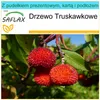 SAFLAX - Zestaw prezentowy - Drzewo Truskawkowe - 50 Podgląd zdjęcia produktu 8