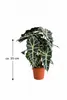 Alocasia Polly 35 cm - tropická rastlina slonie ucho, Náhľad obrázku produktu 2