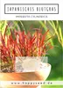 Japanisches Blutgras (Imperata cylindrica) - Winterhartes Produktbild-Vorschau 2