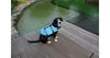 Dog Swimmer Schwimmweste für Hund blau, S Produktbild-Vorschau 3