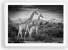 Gerahmtes Poster - Weißer Rahmen - Giraffen Schwarzweiß Produktbild-Vorschau 1