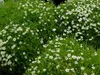 Stauden Gänge 100 x Sagina subulata - Sternmoos - Weiche Produktbild-Vorschau 4