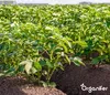 Phytophthora-Konzentrat - 1000 ml für 1000 m2- Organifer Produktbild-Vorschau 8