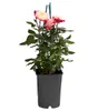 Dehner Rose Edelrose Nostalgie®, Züchter Tantau, Produktbild-Vorschau 2