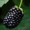 A close-up of a single blackberry hanging from a stem. Produktbild-Vorschau