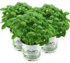 Enseleits Kräuter-Set Pesto, Basilikum Pflanze aus Produktbild-Vorschau 1