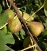 Feigenbaum ´MADELEINE DES DEUX SAISONS®´ 20-30 cm, Cont. 2 Produktbild-Vorschau 2