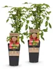 Green boutiQ - Obstpflanze - Rubus idaeus Ottawa - Produktbild-Vorschau 1