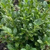 Bloomique - Zestaw 18 szt. - Ilex Crenata Jenny - Podgląd zdjęcia produktu 5