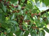 Maulbeerbaum ´MILANÓWEK´ 50-60 cm, Cont. 4 l Produktbild-Vorschau 2