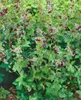 Geranium phaeum, Storchschnabel, violett, ca. 9x9 cm Topf Produktbild-Vorschau 7
