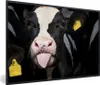 MuchoWow® MuchoWow® Gerahmtes Poster Kuh - Licht - Porträt Produktbild-Vorschau 1