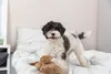 TRIXIE Geier Gustav Hundespielzeug - diverse - 28 cm Produktbild-Vorschau 4