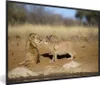 MuchoWow® MuchoWow® Gerahmtes Poster Löwe - Tiere - Afrika Produktbild-Vorschau 1