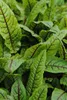 Blut-Ampfer, im 11 cm Topf - Rumex sanguineus Produktbild-Vorschau 2