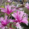 Magnolia Magnolia Susan – wysokość 19 cm, ok. 90 cm – Podgląd zdjęcia produktu 3