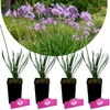 Set mit 4 Tulbaghia violacea – Bärlauch – Essbare Staude – Produktbild-Vorschau 1