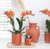 Kolibri Phalaenopsis Orchidee Mineral Bolzano, Orange - Produktbild-Vorschau 3