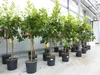 Zitrus Zitronenbaum Zitrone Citrus Limon Limone 140 - 160 Produktbild-Vorschau 6