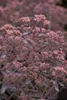 Sedum telephium, Fetthenne, ca. 9x9 cm Topf, sukkulent Produktbild-Vorschau 3