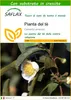 SAFLAX  - Pianta del tè - 6 semi - Con substrato - Camellia Anteprima dell’immagine prodotto 1