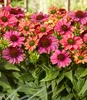 BALDUR Garten 1x Echinacea Evolution, Pflanze im 9x9 Produktbild-Vorschau 3