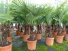 Palme XL 120-150 cm Trachycarpus fortunei, Hanfpalme, Produktbild-Vorschau 3