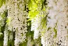 Wisteria sinensis 'Alba', Chinesischer Blauregen, weiß, Produktbild-Vorschau 8