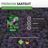 Phacelia Bienenfreund Samen 3 g - Phacelia tanacetifolia - Produktbild-Vorschau 8