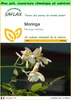 SAFLAX Garden to go - Moringa - 10 graines - Moringa Voir les images du produit 1
