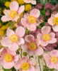 Anemone hupehensis 'September Charm', Herbst-Anemone, rosa, Produktbild-Vorschau 3