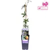 Passiflora Caerulea - ↨65Cm - Ø15 Náhľad obrázku produktu 10