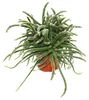 Rhipsalis baccifera horrida - korálový kaktus - v květináči Náhled obrázku produktu 2